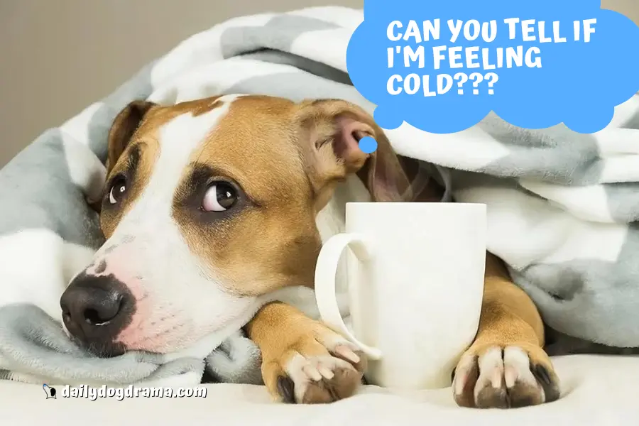 Do Pitbulls Feel Cold Easily?