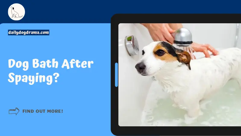 How Long After Spaying Can A Dog Bathe