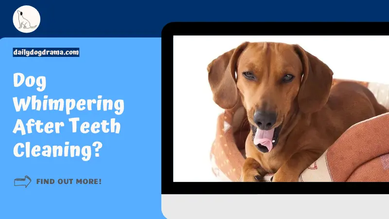 Dog Whimpering After Teeth Cleaning featured image