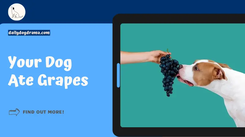 Dog ate grapes featured image