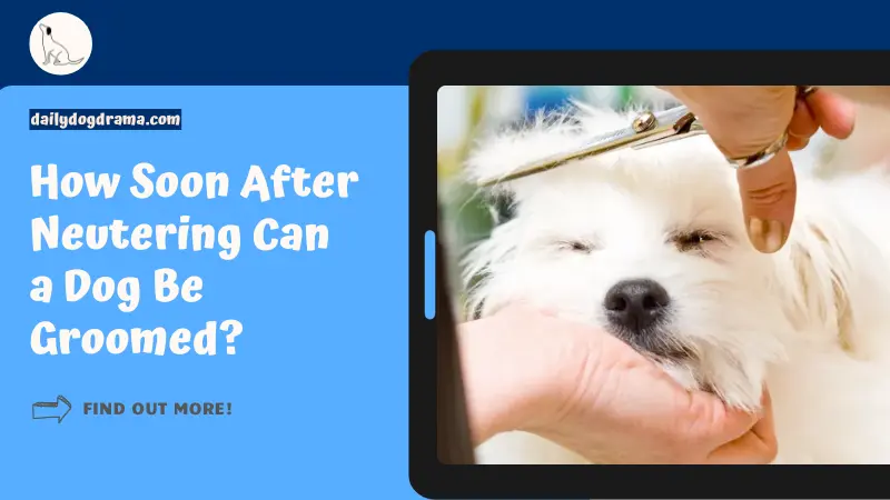 How Soon After Neutering Can a Dog Be Groomed featured image