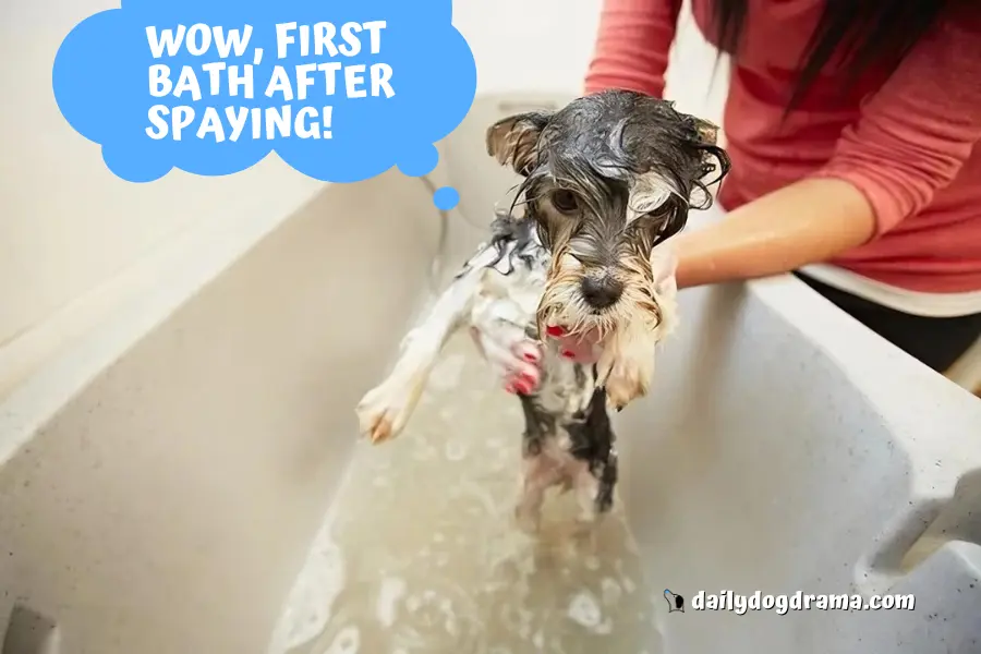 How Long After Spaying Can A Dog Bathe