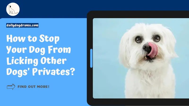 How to Stop Your Dog From Licking Other Dogs' Privates featured image