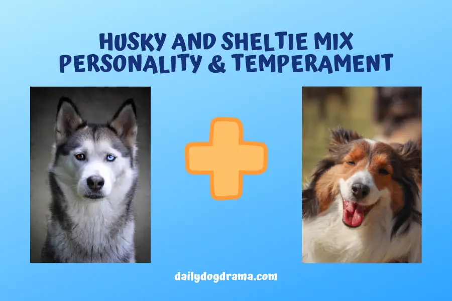 Husky and Sheltie Mix personality and Temperament