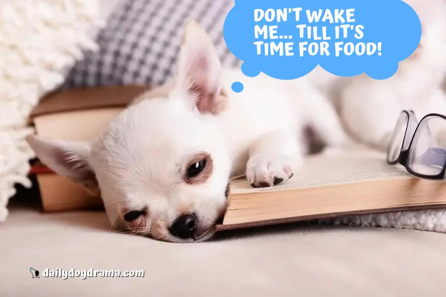 Reasons Why Chihuahuas Sleep So Much