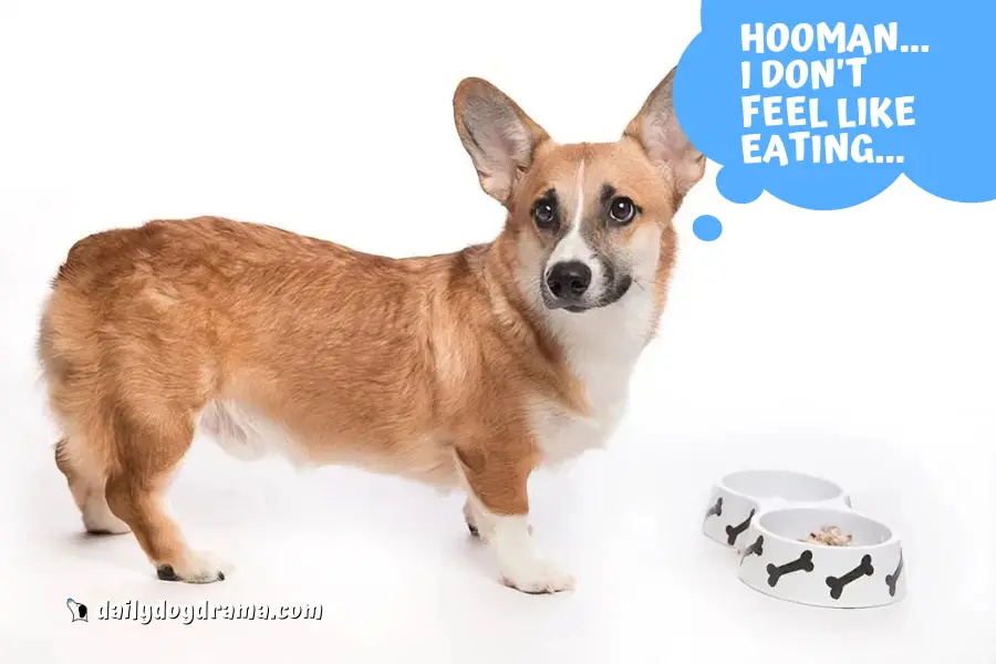 Reasons Why Your Corgi is Not Eating