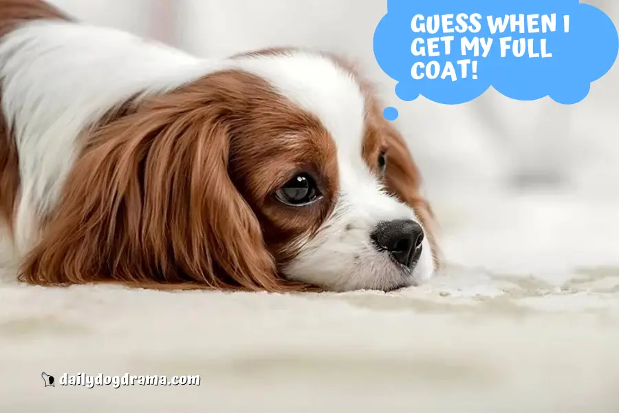 What Age Do Cavalier King Charles Get Their Full Coats