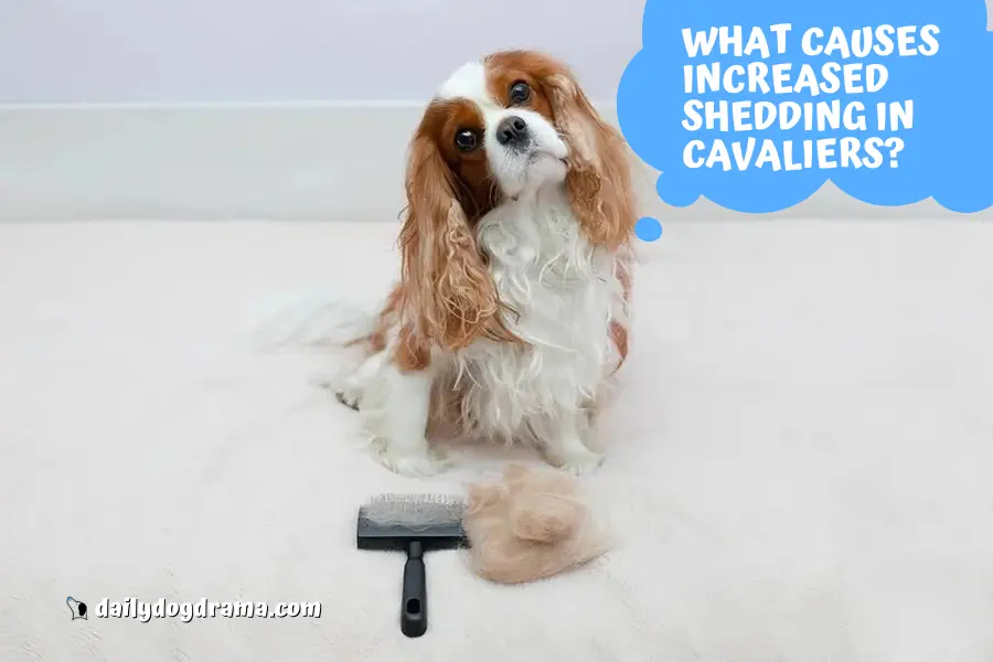 What Causes Increased Shedding in Cavaliers?