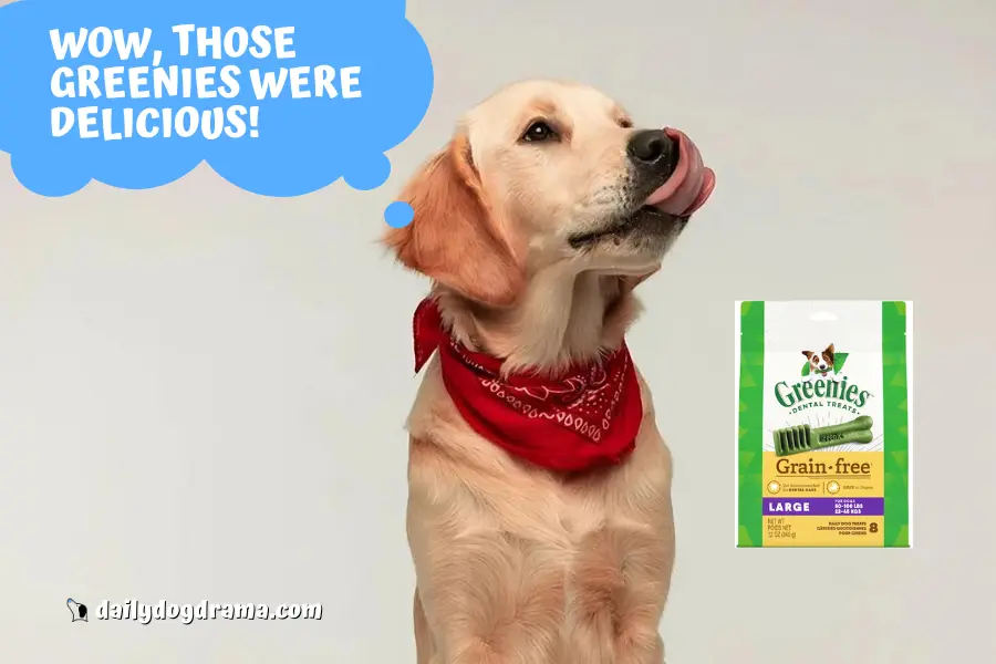 What Problems Will There Be If a Dog Ate a Whole Bag of Greenies