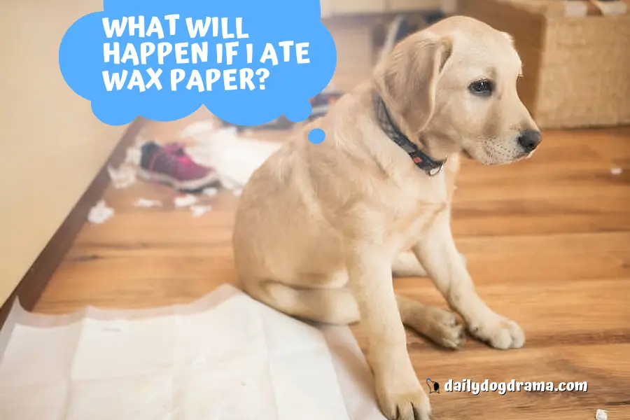 What Will Happen if My Dog Ate Wax Paper?