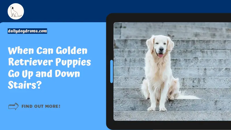 When Can Golden Retriever Puppies Go Up and Down Stairs featured image