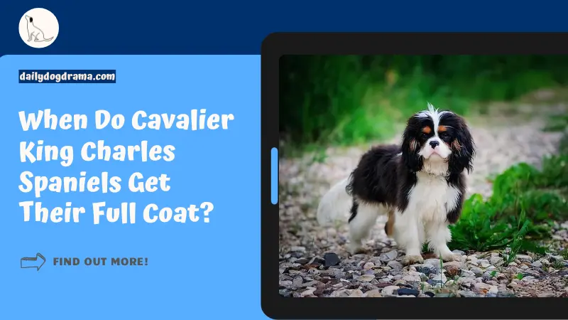 When Do Cavalier King Charles Spaniels Get Their Full Coat featured image