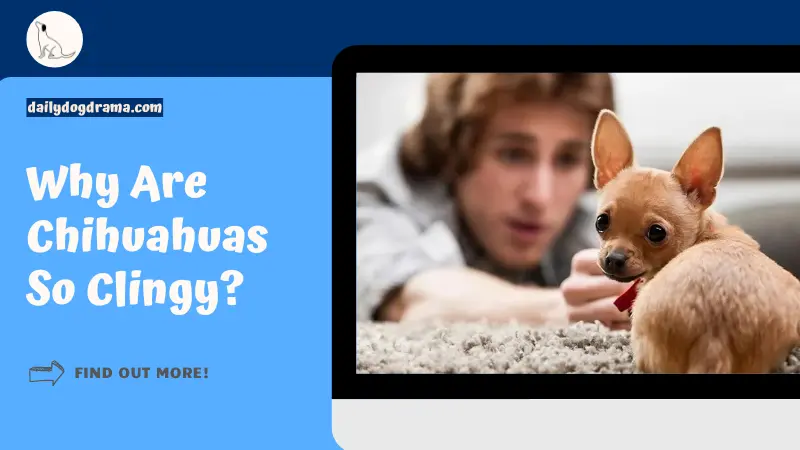 Why Are Chihuahuas So Clingy featured image