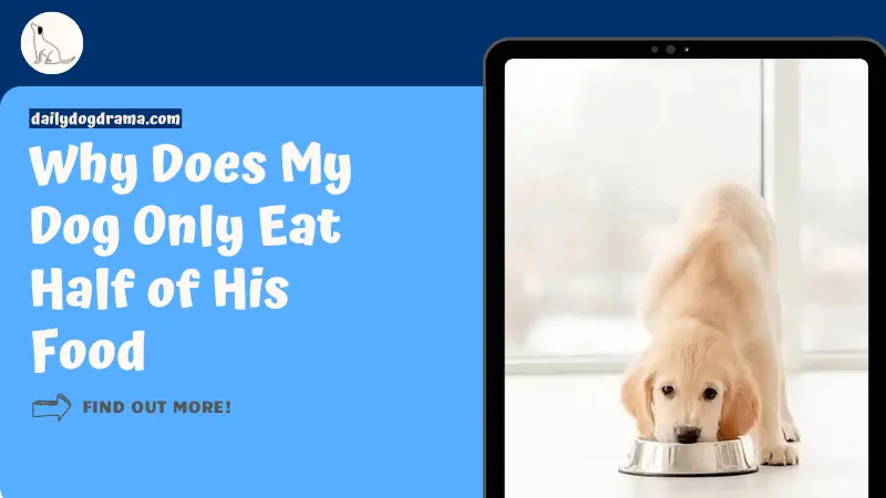Why Does My Dog Only Eat Half of His Food featured image