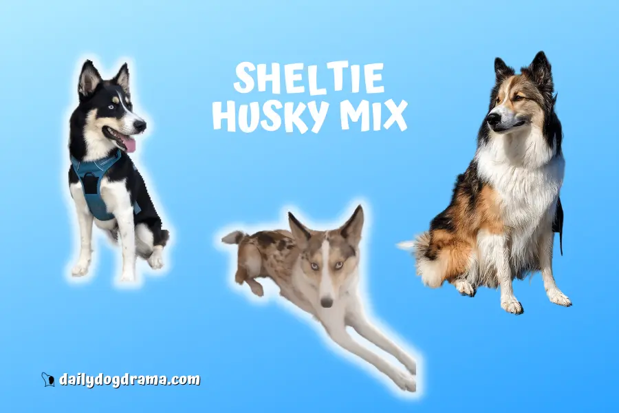 what is the sheltie husky mix
