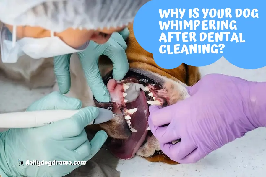why is your dog whimpering after dental cleaning