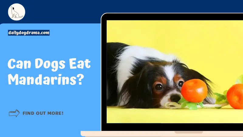 Can Dogs Eat Mandarins featured image