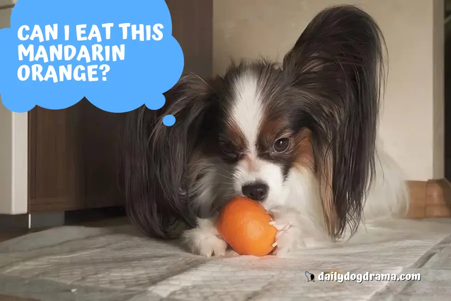 Can My Dog Eat Mandarin Oranges