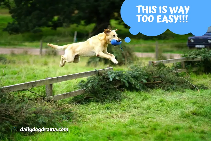 How High Can Labradors Jump