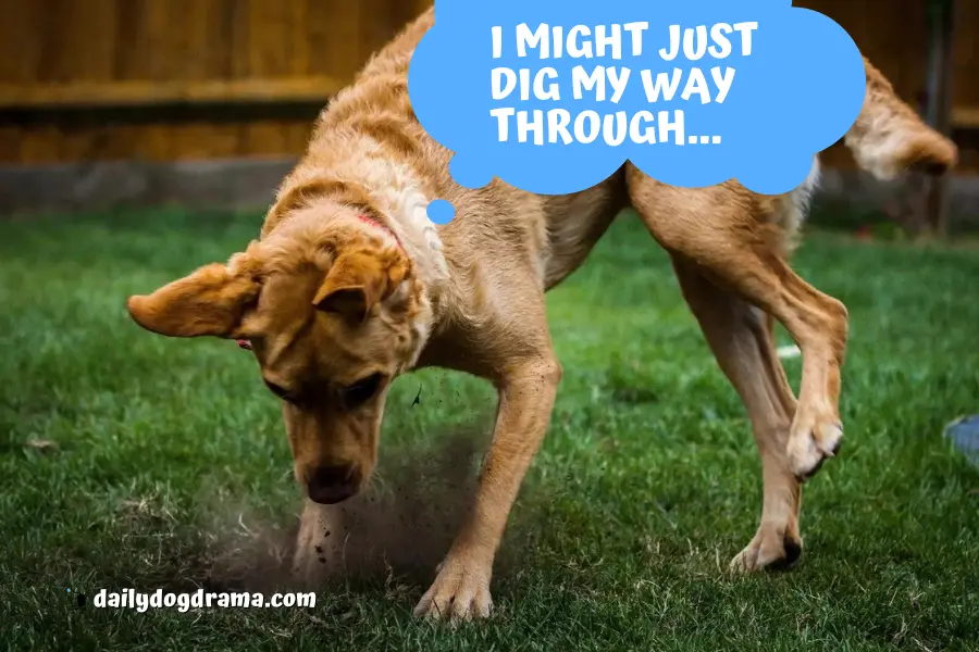 How to Prevent My Labrador From Digging Under the Fence