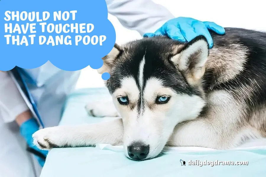 Is Coccidia in dogs curable