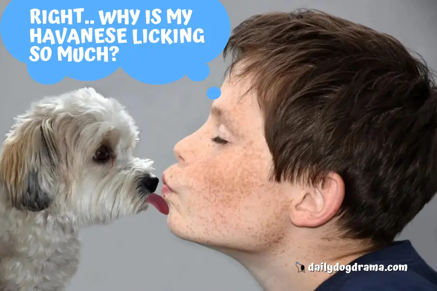 Reasons Why Your Havanese Licks So Much