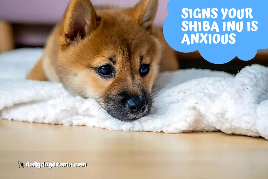 What Are the Signs of Anxiety in Shiba Inu