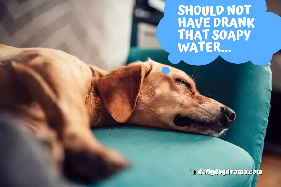 What Should You Do if Your Dog Ate Soap or Detergent