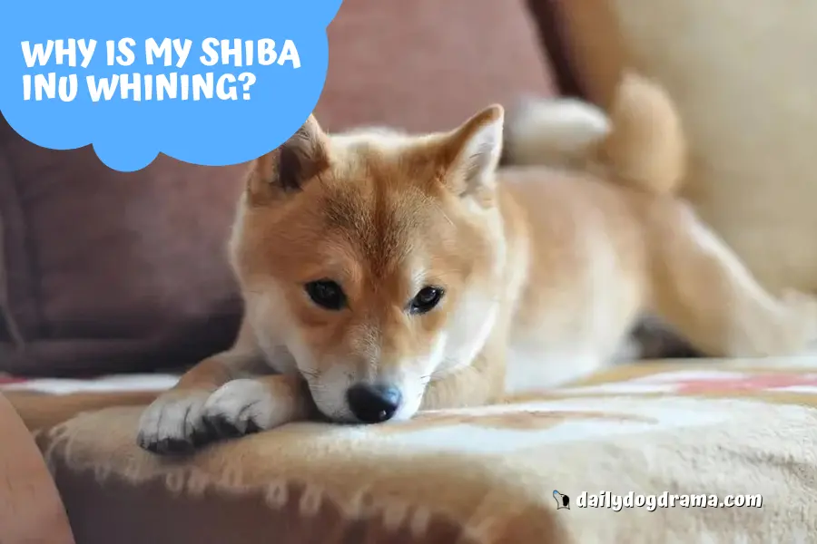 Why is My Shiba Inu Whining