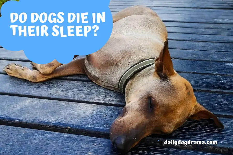 do dogs die in their sleep?
