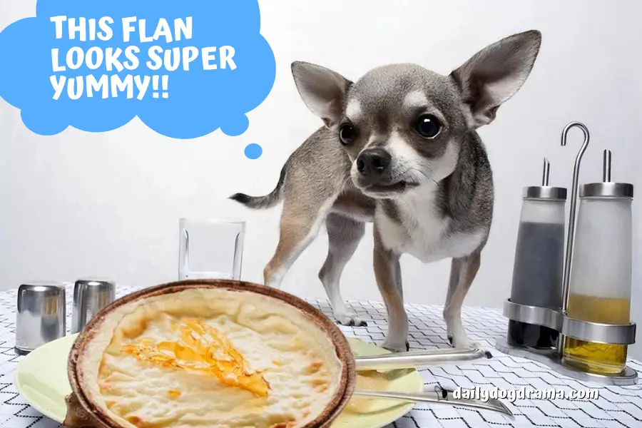 Can Dogs Eat Flan