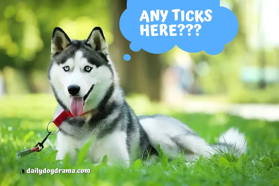Can Huskies Get Ticks