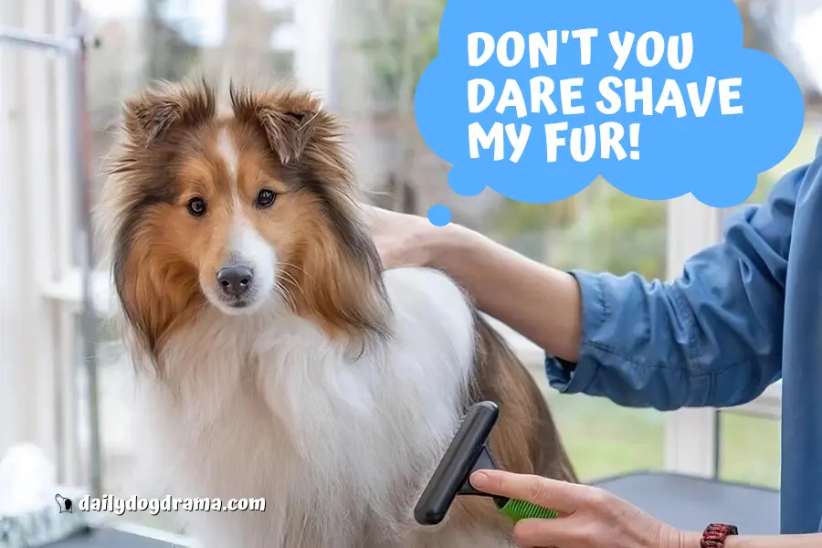 Do Short Haired Shelties Exist? [Curious Case] - Canine Care Central
