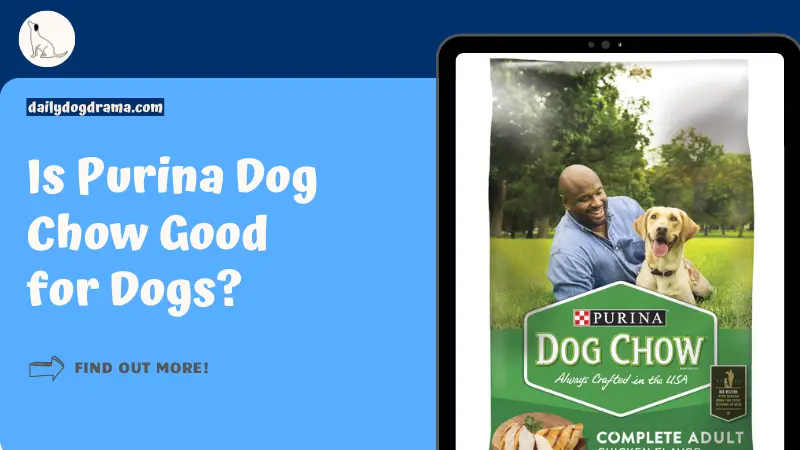Is Purina Dog Chow Good for Dogs featured image