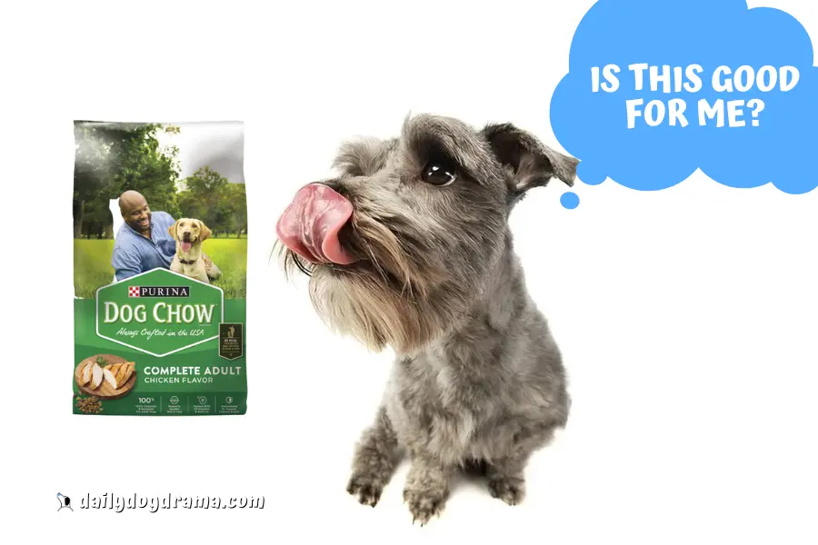 Is Purina Dog Chow Healthy for Your Dog