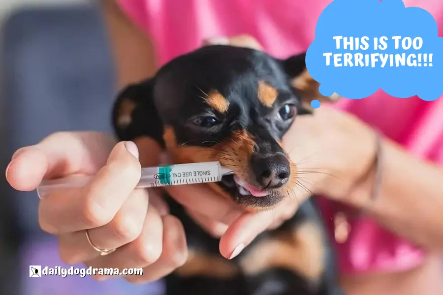 Is the Lepto Vaccine Safe for Toy Breed Dogs