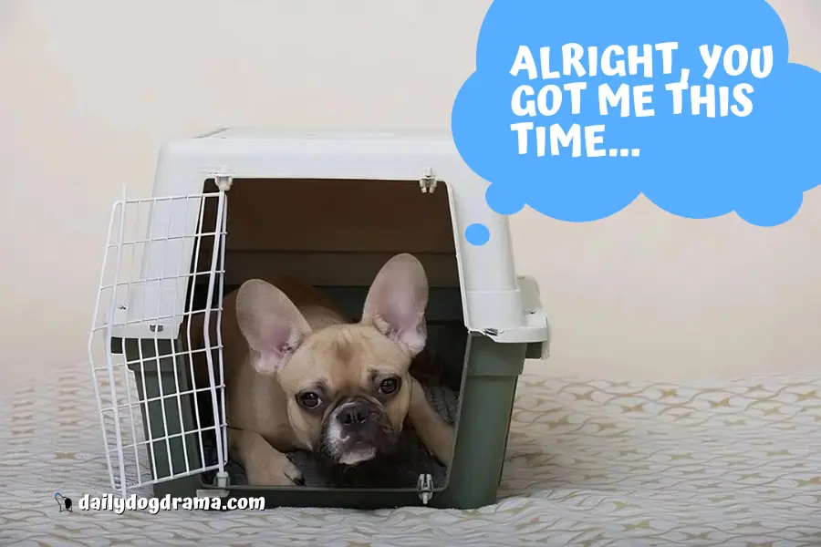 What Should You Do if Your Dog Won't Go in Its Crate