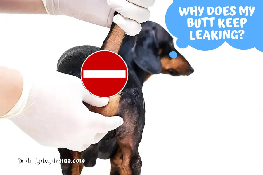 Why Do Dog Anal Glands Leak