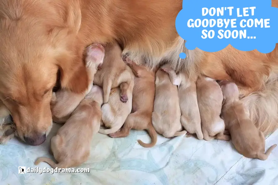 Why Do Puppies Need Time With Mom And Littermates