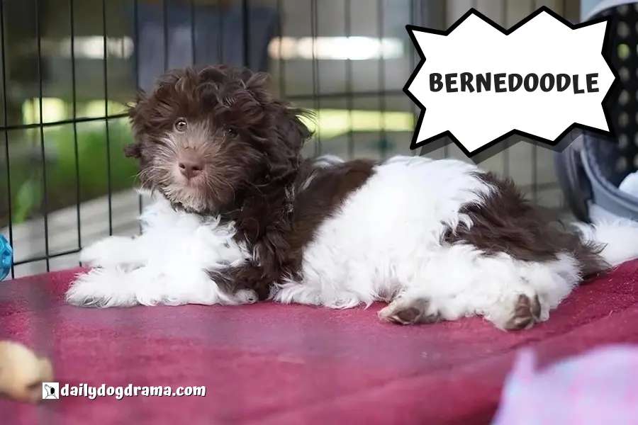 bernedoodle is a type of hypoallergenic poodle mix