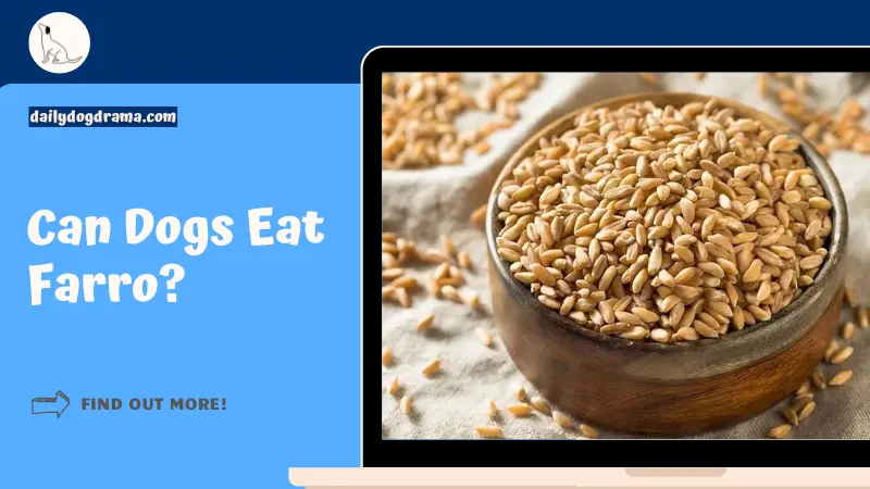 can dogs eat farro featured image