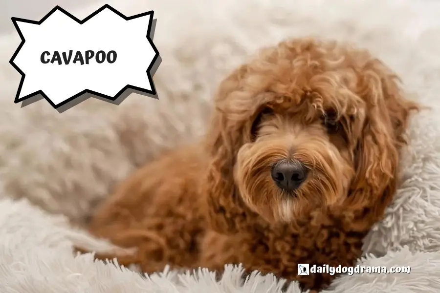 cavapoo a type of hypoallergenic poodle mix