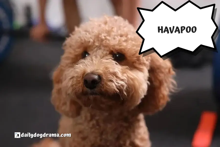 havapoo a type of hypoallergenic poodle mix