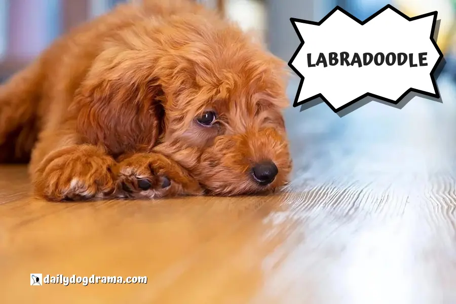 labradoodle a type of hypoallergenic poodle mix