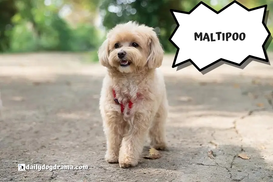 maltipoo a type of hypoallergenic poodle mix