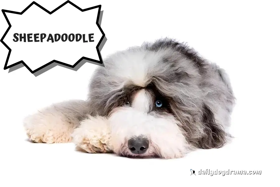 sheepadoodle a type of hypoallergenic poodle mix
