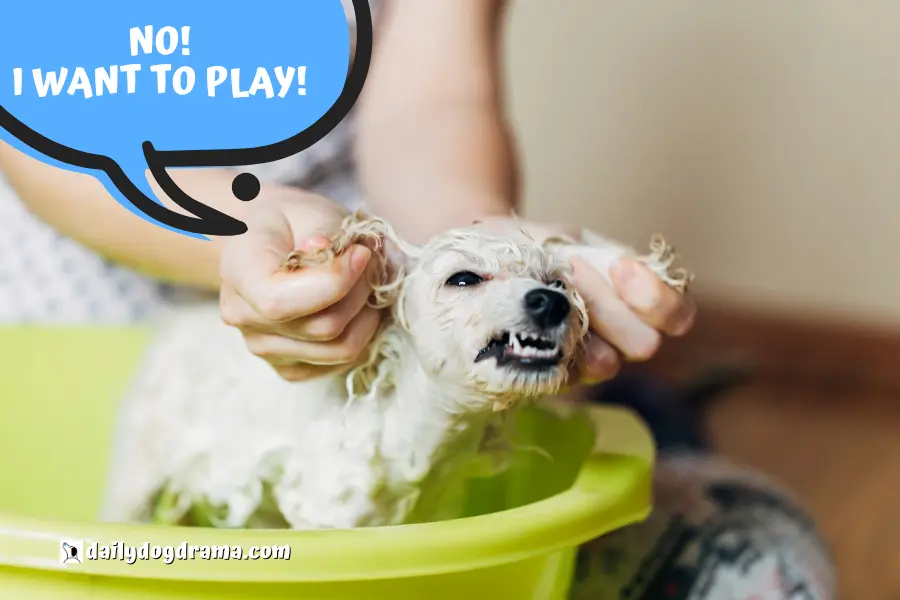 Bathe your poodle with a flea shampoo
