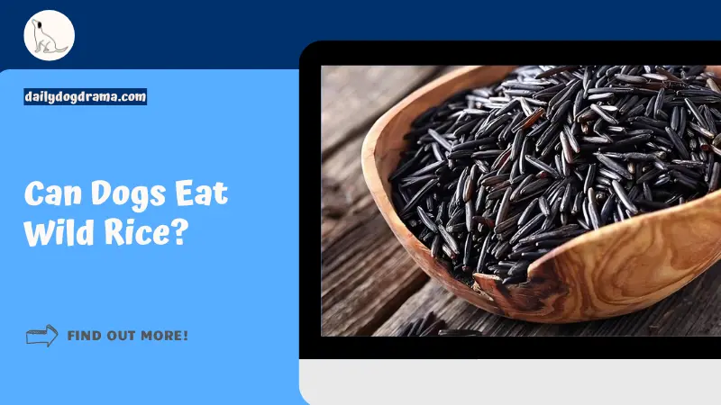 Can Dogs Eat Wild Rice featured image