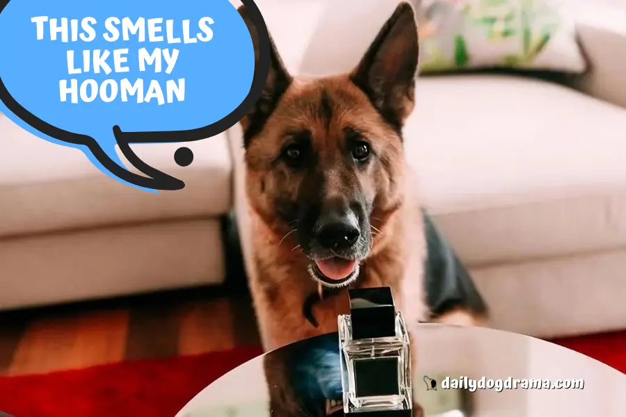 Can I Use Human Perfume on My Dog