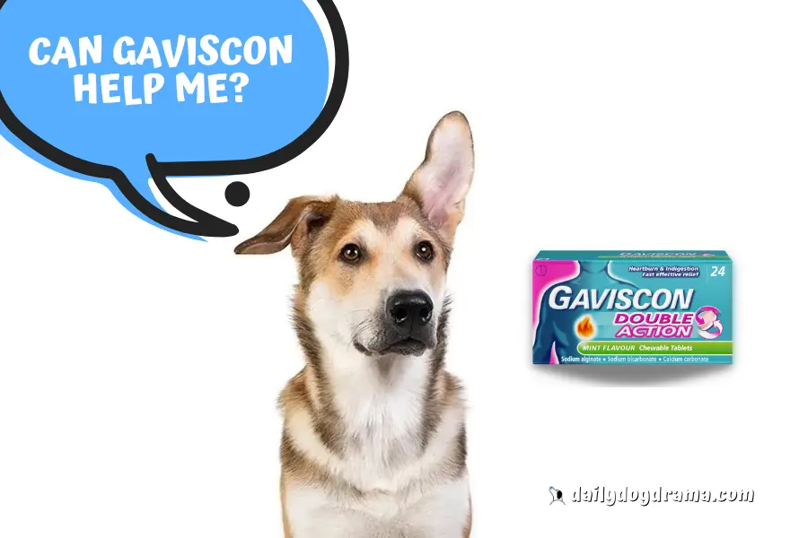 Can I give my dog Gaviscon
